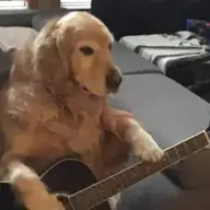 Acoustic and Guitarded