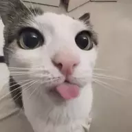 Otri