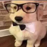 Golden Retrievers are coo