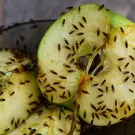 Fruit Flies