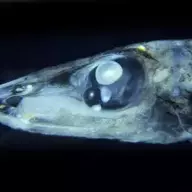 Bathylychnops