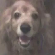 dogsog