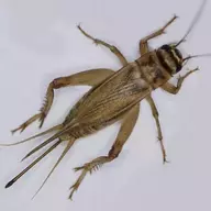 Eat_the_bugs_87