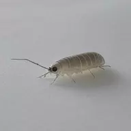 A common louse