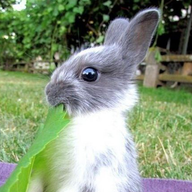 Literal Rabbit