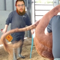 JersCuckingBull