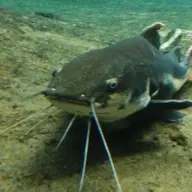 a man from the deep