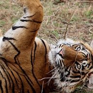 Tigerwatch