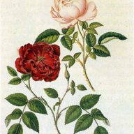 China Rose