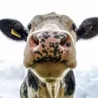MossCow