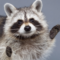 Raccoonery