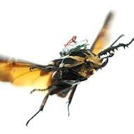Lizard Machine Bugs