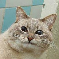 Jazz Cat Blini