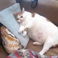 sadcat