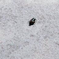 Anisoptera