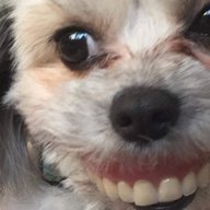 DoggoMoggo