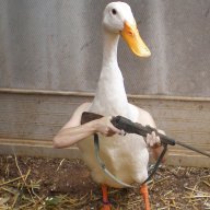 birdswitharmsarereal