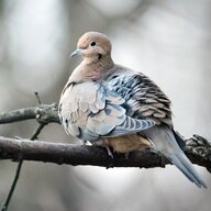 MourningDove