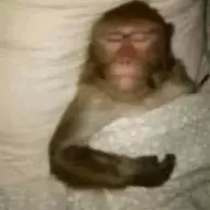 lem