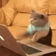 Derpy Cat