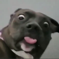 InDeArsche