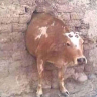 BeboRefugee