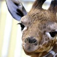 egotistical giraffe