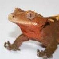 An overtly sexual gecko