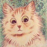 Schatzi Katze