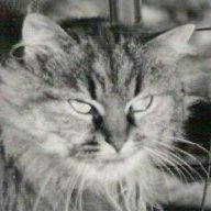 CatNamedDog