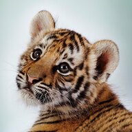candle tiger