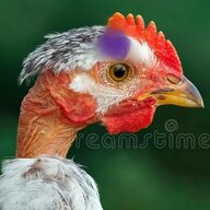 CluckClux