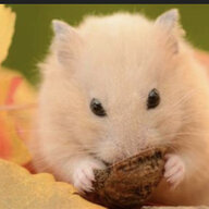 Hammy2000