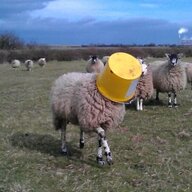 notasheep