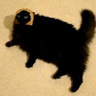 SexualPurredator