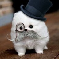Pomeranian