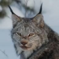 LynxFan29