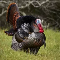 gobbles