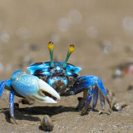 Humble Crab