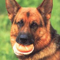 Inspector Rex