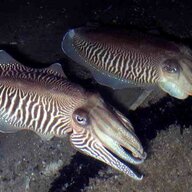 Lurking Cuttlefish
