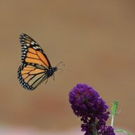 Happy Butterfly