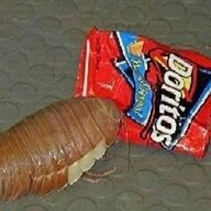 Isopod
