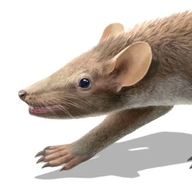 rattus norvegicus
