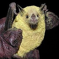 Chiropteran