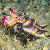 tiny cuttlefish