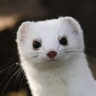 Overlord Stoat