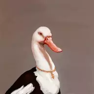 Dollar Duck