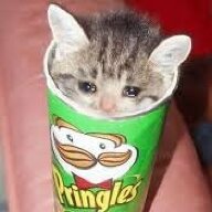 cat in pringles