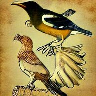 Icterus